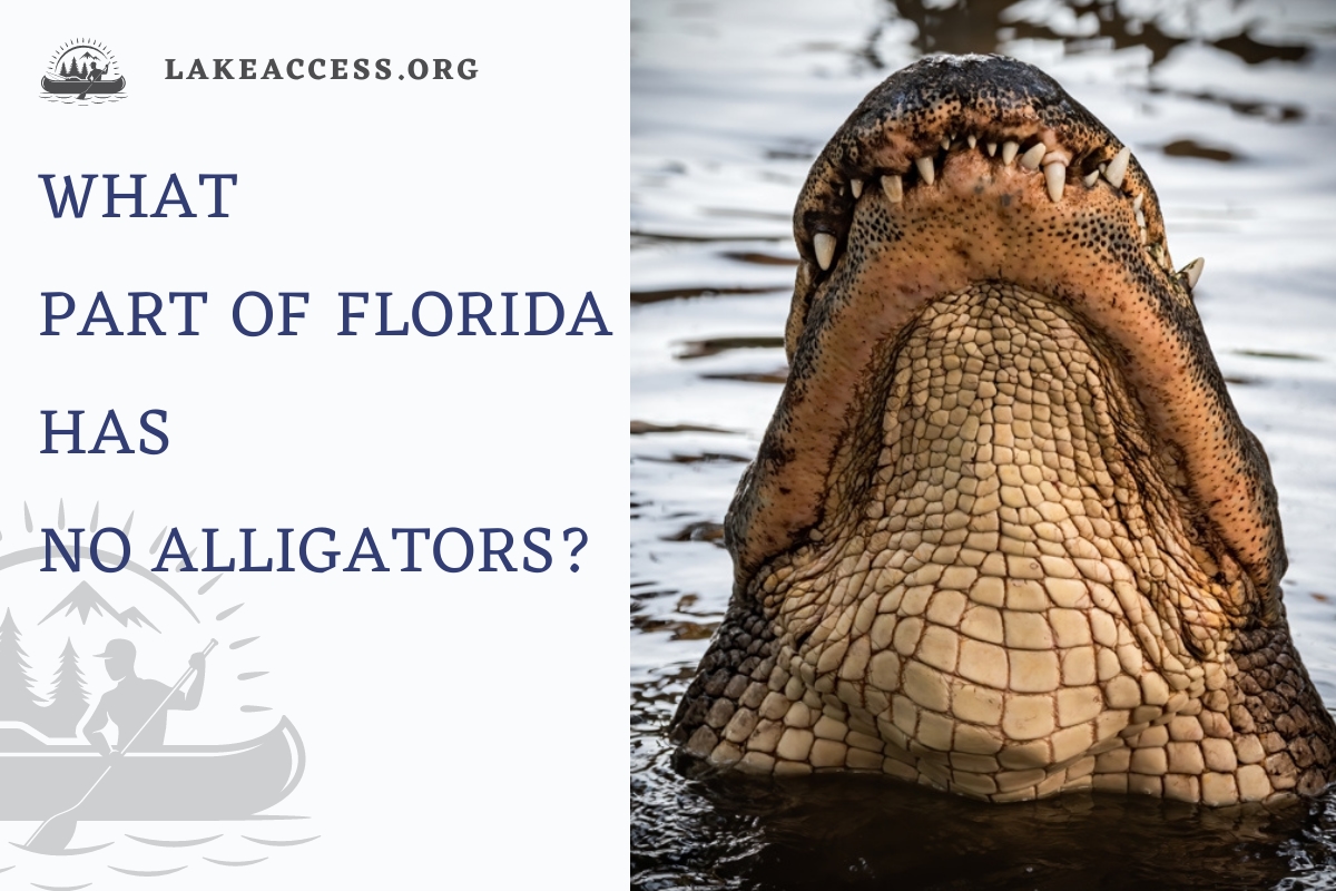 What part of Florida has no alligators?