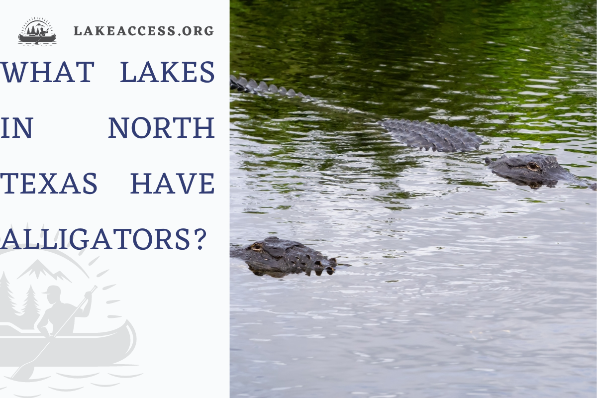 What lakes in north Texas have alligators?