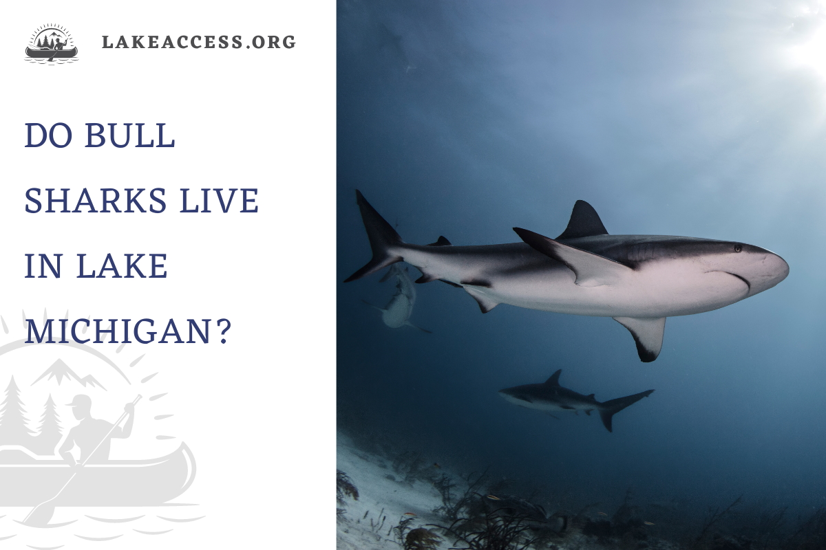 Do bull sharks live in Lake Michigan?