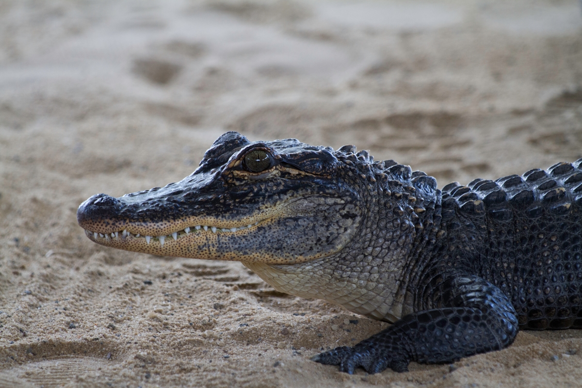 alligator in sand