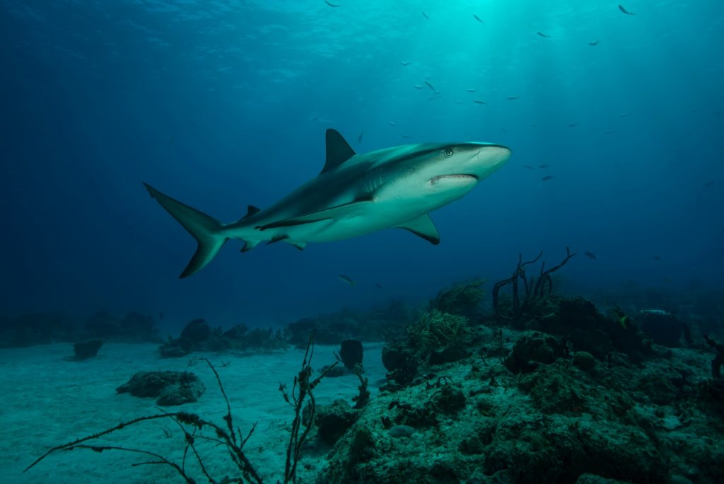 Underwater view of reef shark swimming above seabed, Tiger Beach, Bahamas