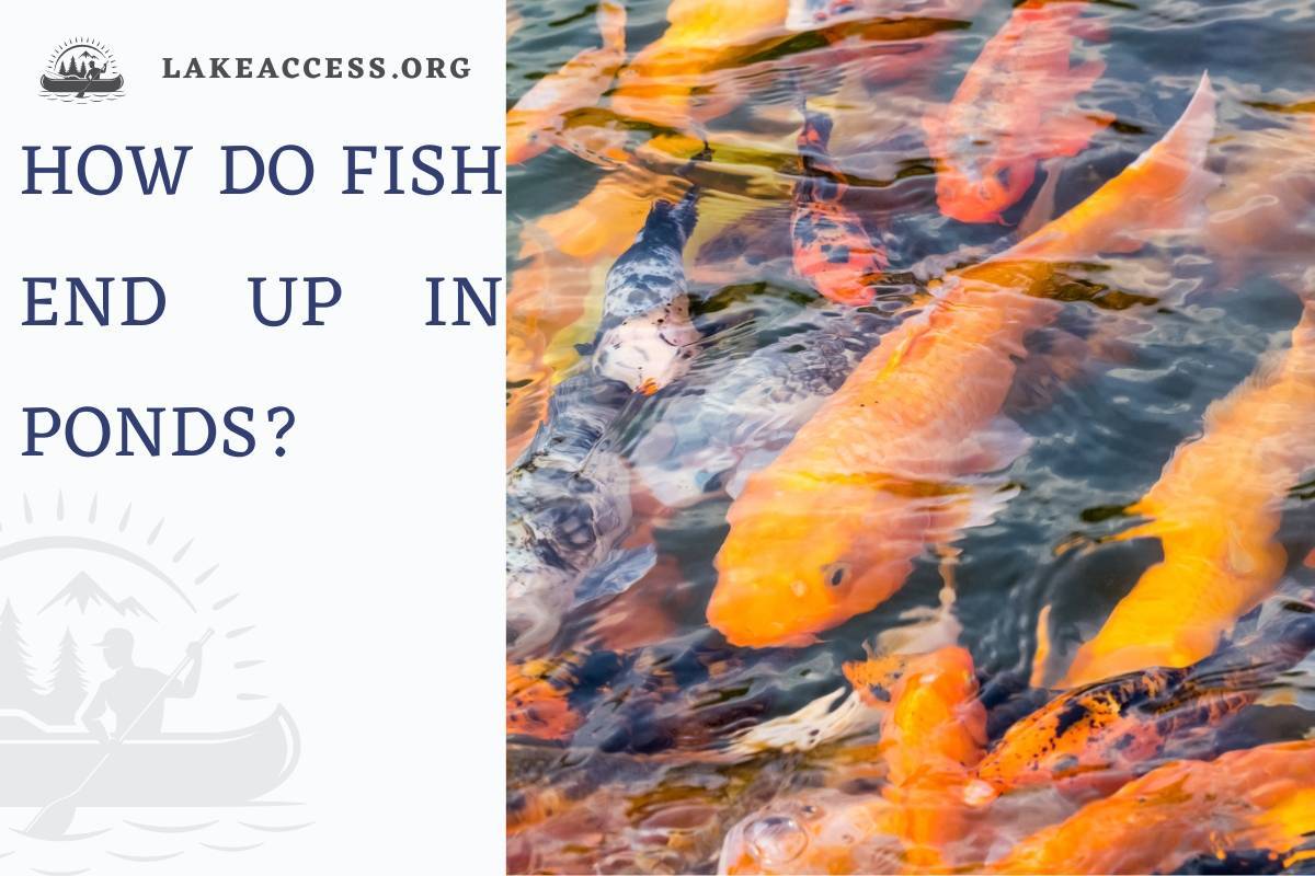 How Do Fish End Up in Ponds?
