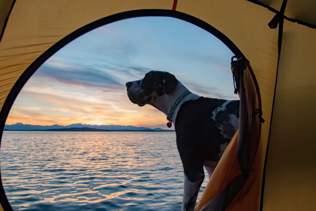 Beach camping with pet harlequin great dane dog.