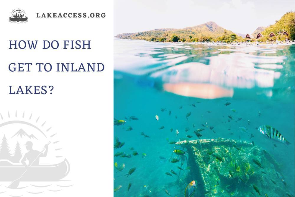 How Do Fish Get to Inland Lakes? [Different Ways Fish Travel to Isolated Bodies of Water]