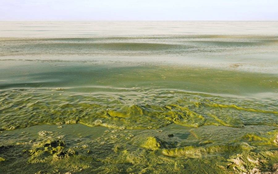 Polluted water in lake or river has intensive green color