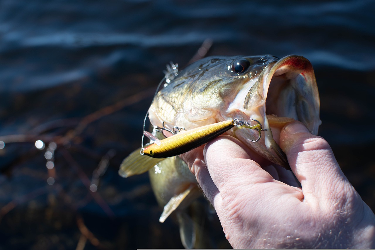 Largemouth bass in a hand