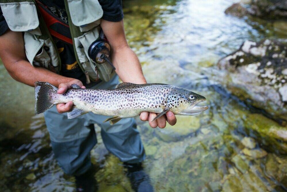 Fly fisherman with brown trout