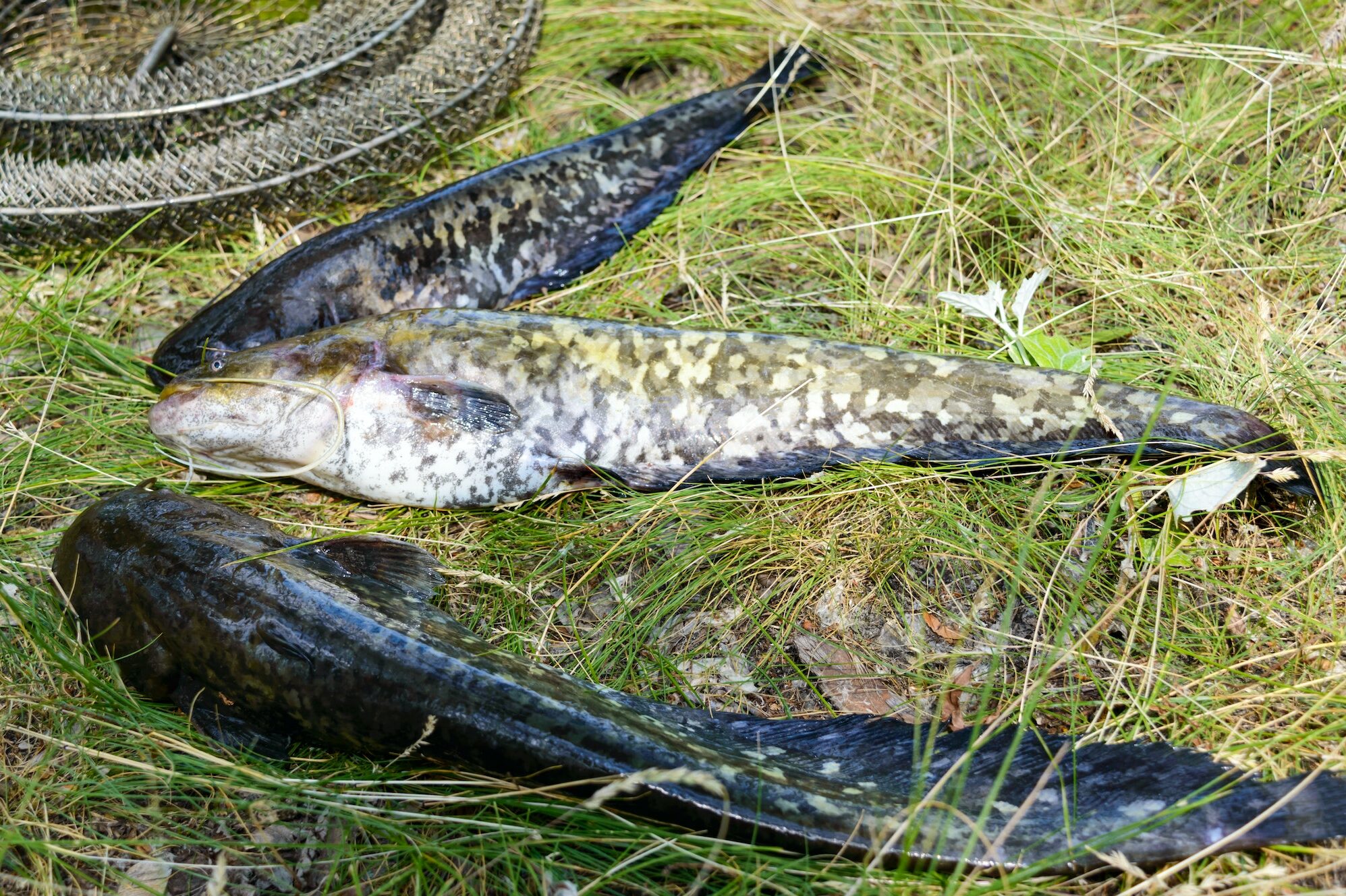 Live catfish lie on the grass. Fresh catch.