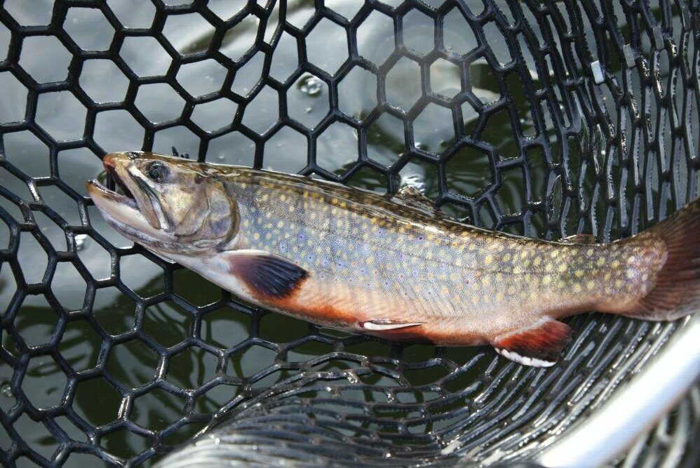 Male brook trout in spawning colors in a landing net