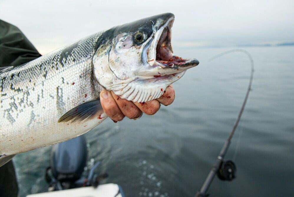 Wild coho salmon held by fisherman on the Puget Sound
