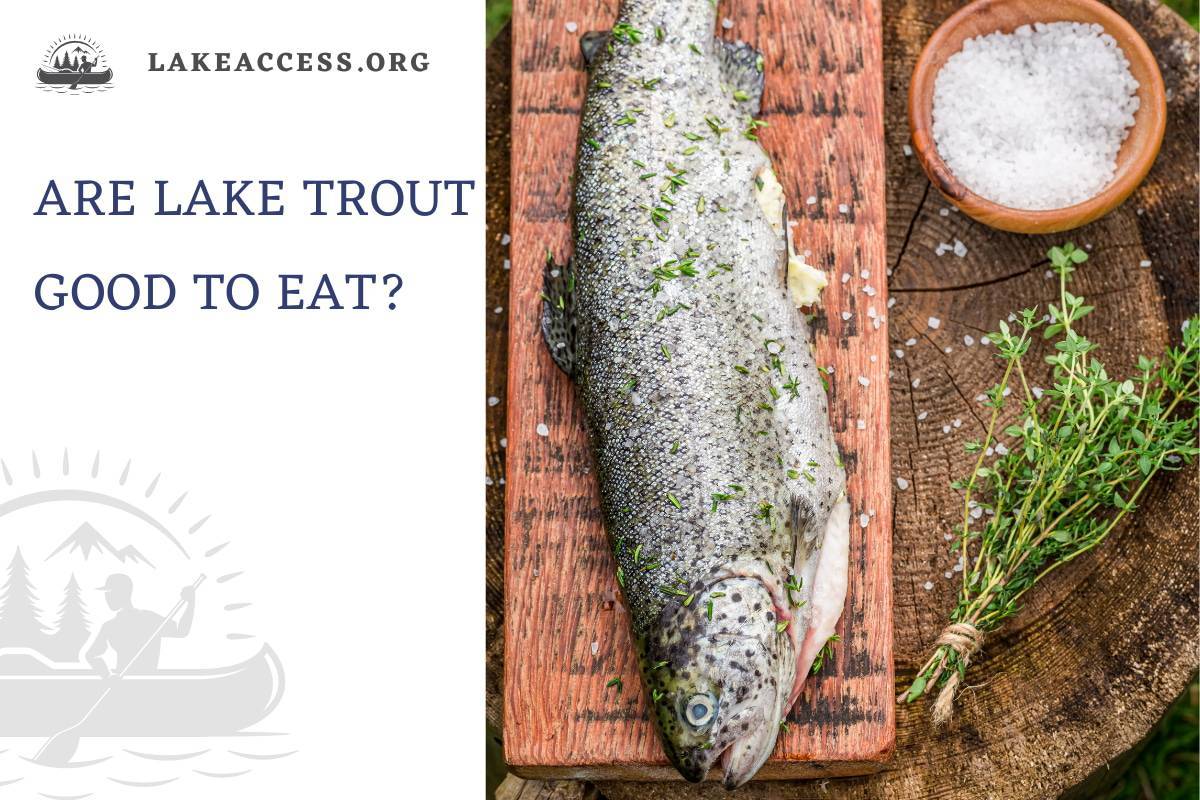 Are Lake Trout Good to Eat? (The Taste, Best Ways to Cook, and more)
