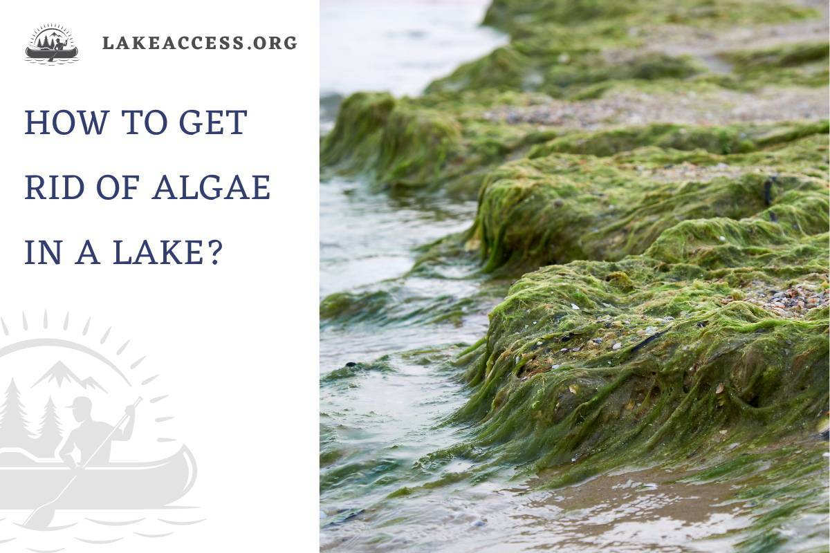 How to Get Rid of Algae in a Lake? Complete Guide
