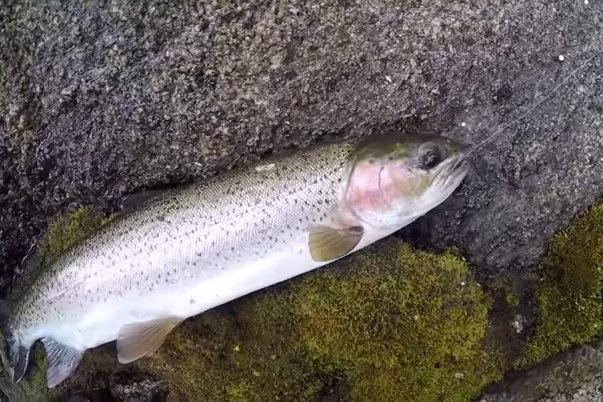 Rainbow trout in a hook