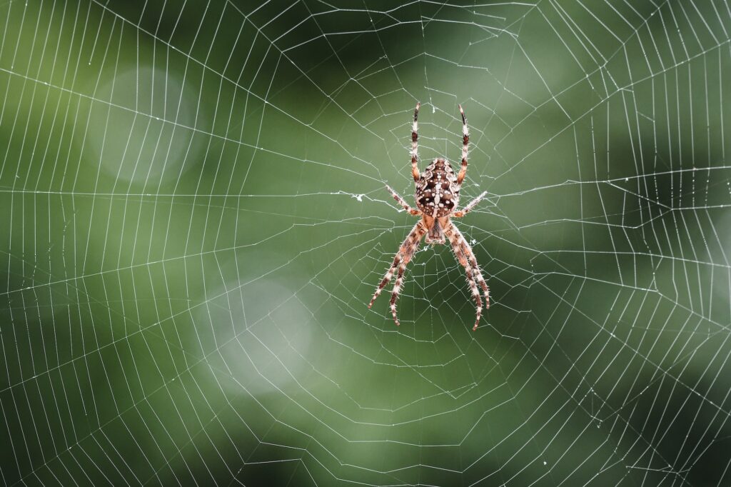 A cross spider or garden spider in its spiderweb waiting for prey