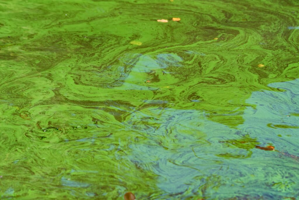 Close up sea water surface polluted with green algae