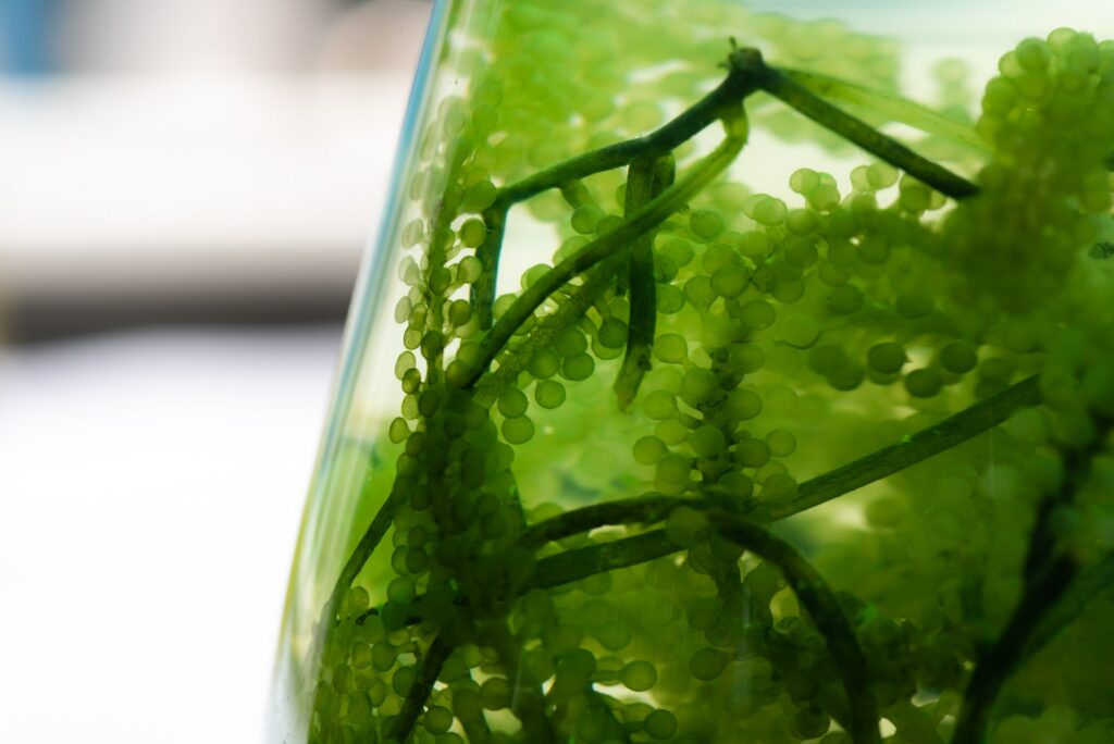green alga research experiment in science laboratory, biotechnology technology