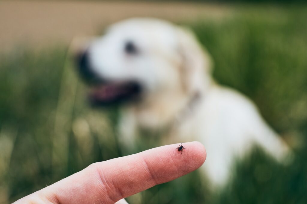Tick on human finger against dog