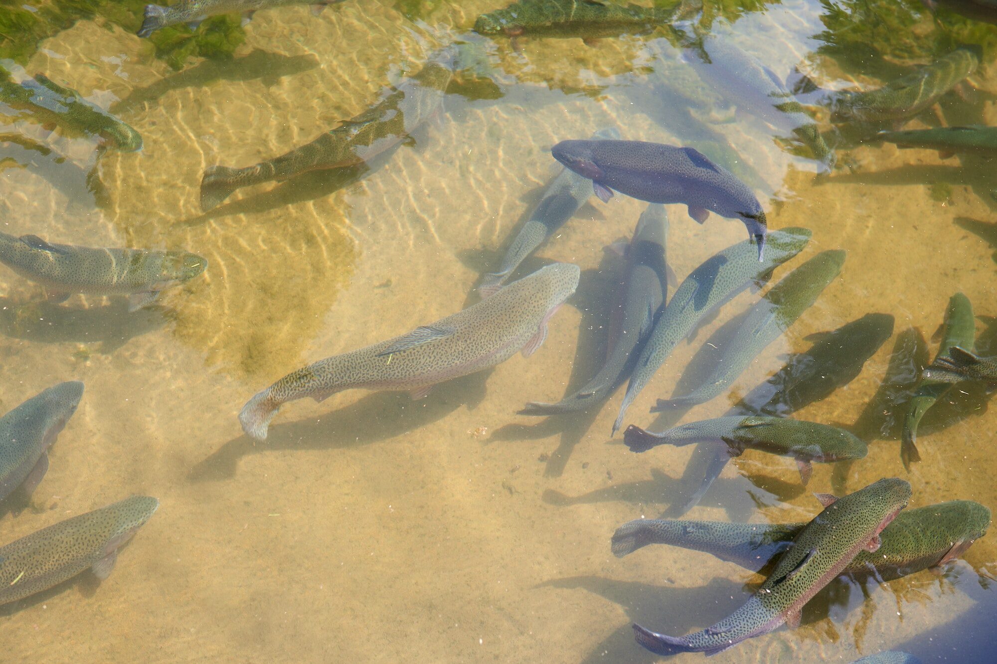 trout fish in an artificial pond in a farm. Breeding of trout for food industry.