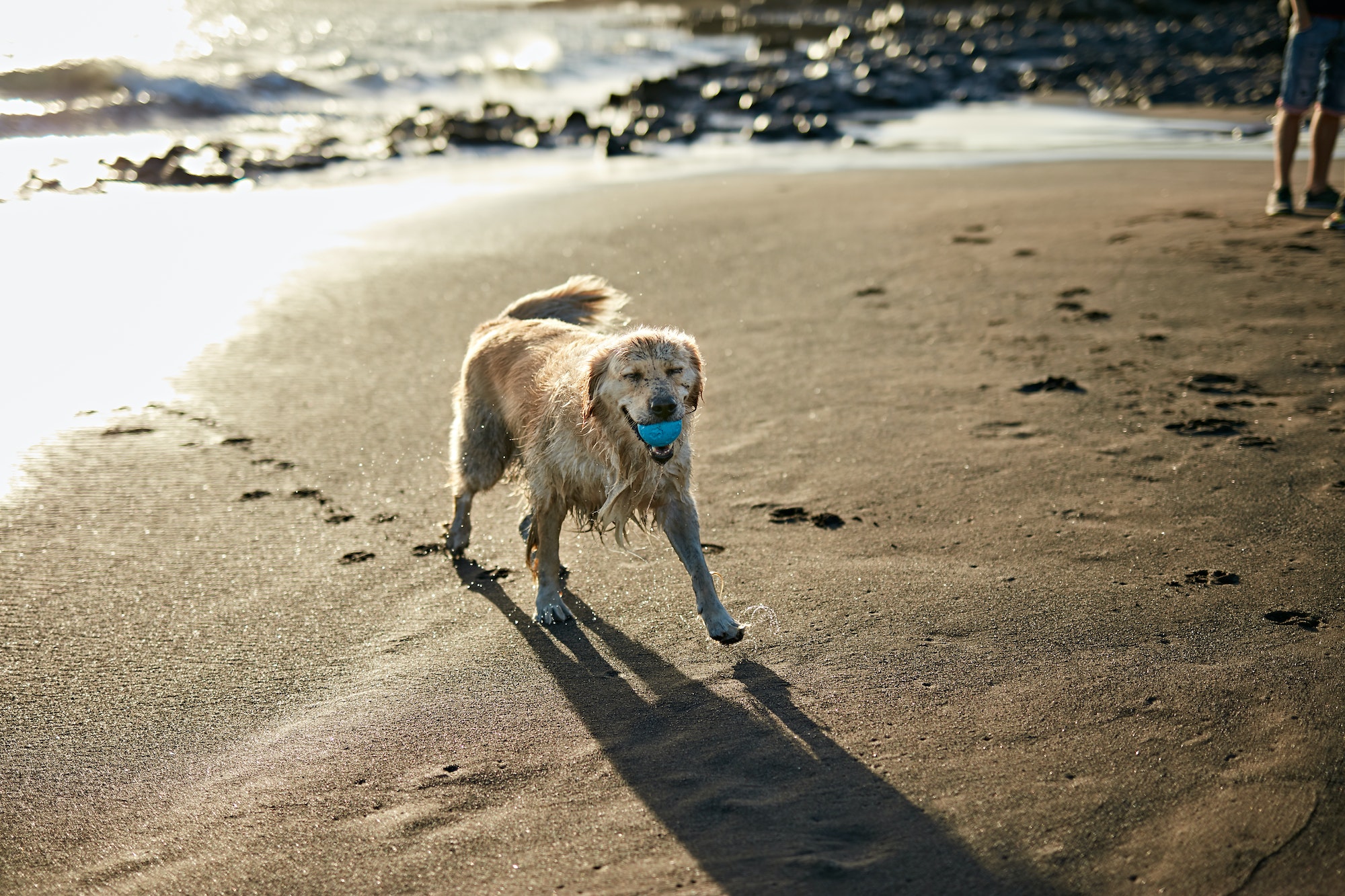 Funny dog on beach