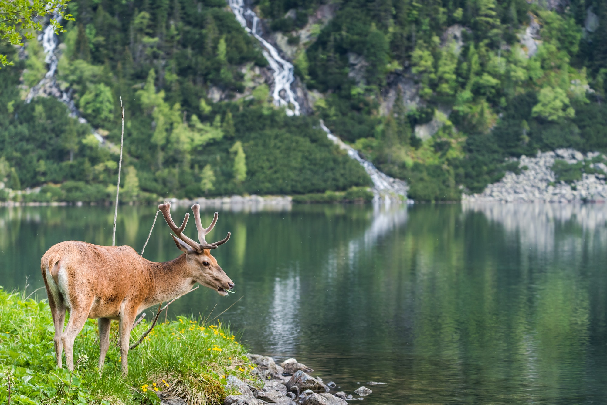 deer stag over alpine pond in Poland