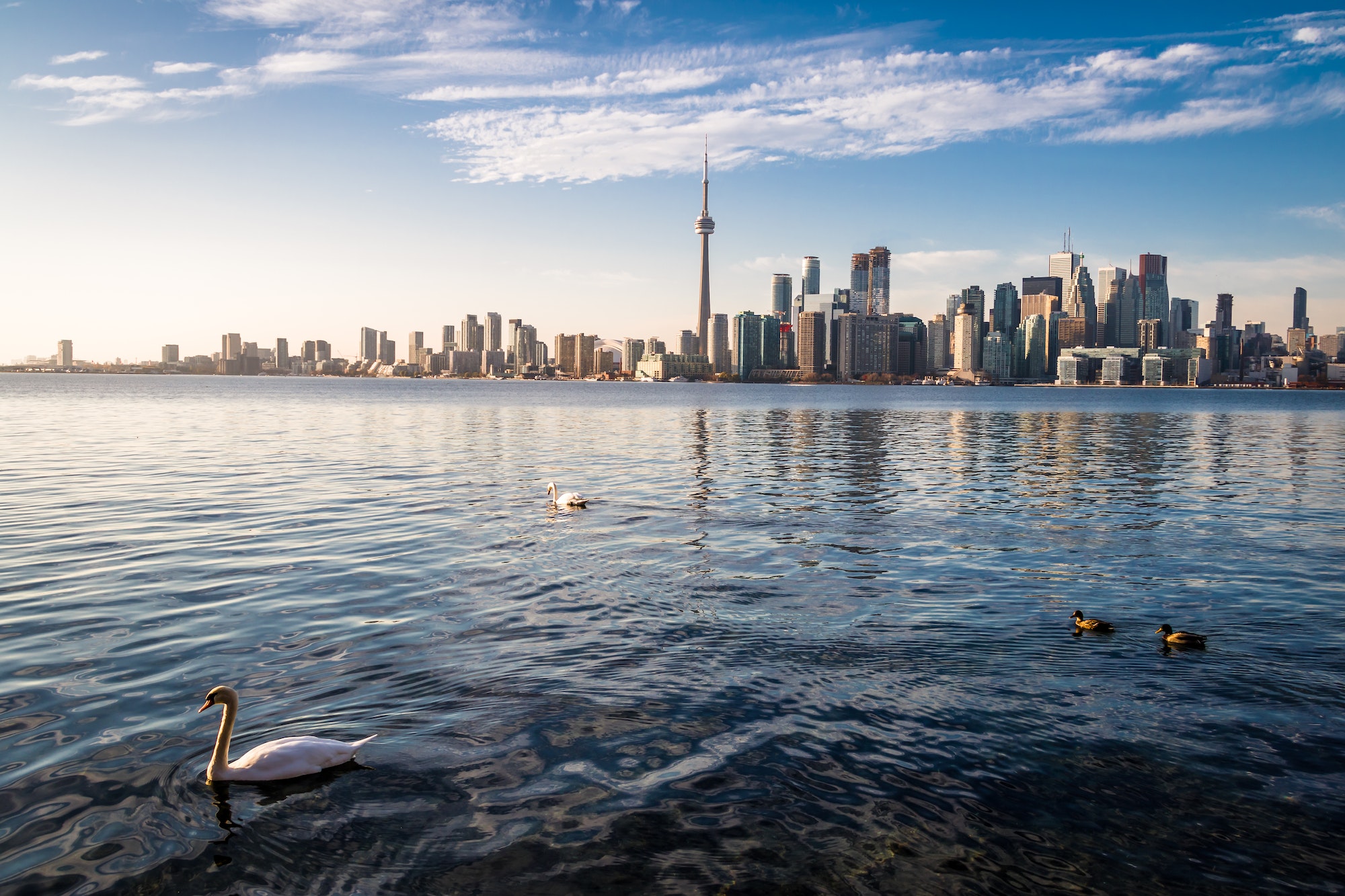 Toronto Skyline and swans swimming on Ontario lake - Toronto, Ontario, Canada