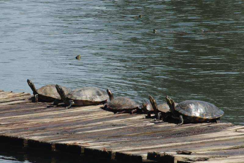 Lake Murray turtles