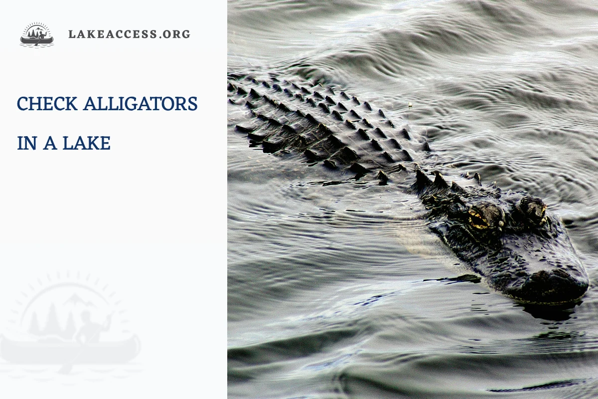 American alligator visible at the surface of a wetland, used as representative licensed photography for verifying lake wildlife.